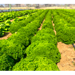 Lettuce, Green Frilly